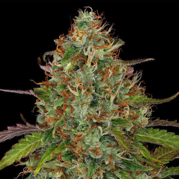 Lemon Power Haze (Zamnesia Seeds) Feminiserade