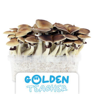 Zamnesia Classic Grow Kit &rdquo;Golden Teacher&rdquo;