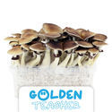 Zamnesia Classic Grow Kit ”Golden Teacher”