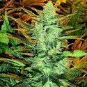 Lowryder #2 (Doctor's Choice) Feminiserade