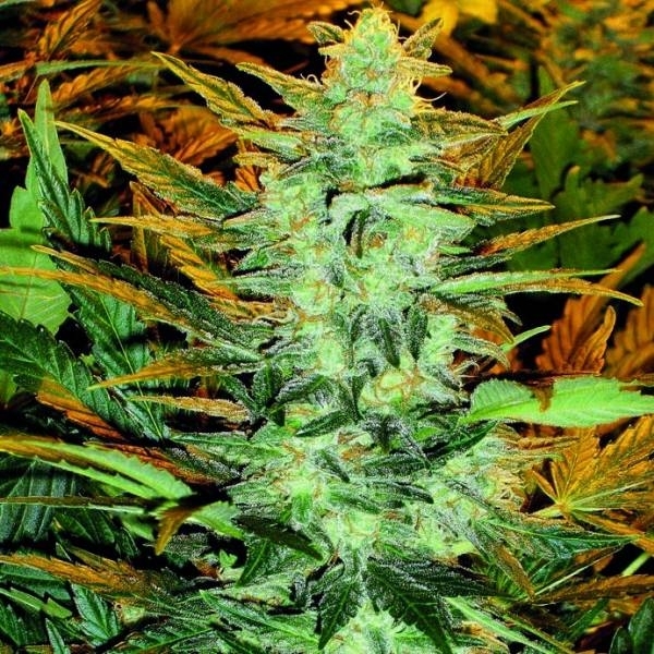 Lowryder #2 (Doctor's Choice) Feminiserade