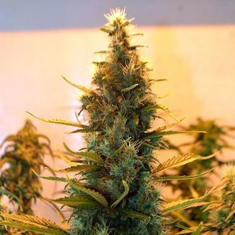 Lowryder 2 (Doctor's Choice) feminiserade cannabisfr&ouml;n