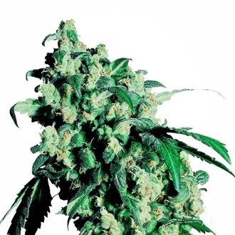 Super Skunk (Sensi Seeds) Feminiserade