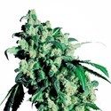 Super Skunk (Sensi Seeds) Feminiserade