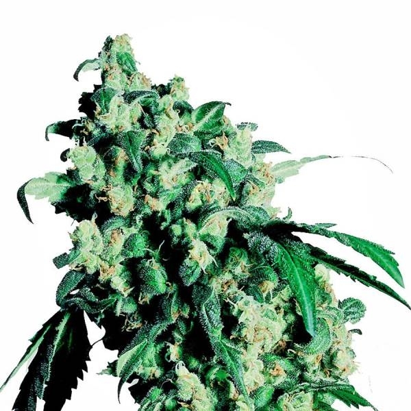 Super Skunk (Sensi Seeds) Feminiserade