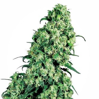 Skunk 1 (Sensi Seeds) Feminiserade