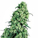 Skunk 1 (Sensi Seeds) Feminiserade