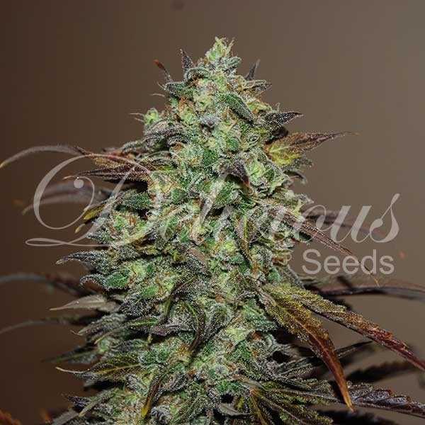 Eleven Roses (Delicious Seeds) Feminiserade