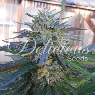 Eleven Roses (Delicious Seeds) Feminiserade