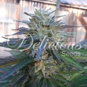Eleven Roses (Delicious Seeds) Feminiserade