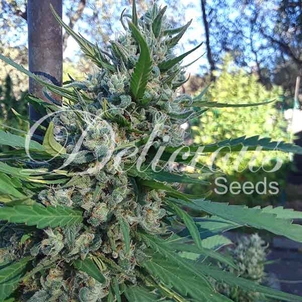 Eleven Roses (Delicious Seeds) Feminiserade