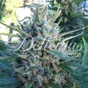 Eleven Roses (Delicious Seeds) Feminiserade