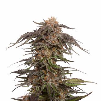 Blue Magic (Amsterdam Genetics) Feminiserade