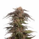 Blue Magic (Amsterdam Genetics) Feminiserade