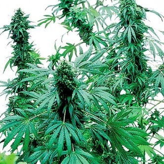 Early Skunk (Sensi Seeds) feminiserade