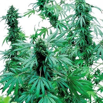 Early Skunk (Sensi Seeds) Feminiserade