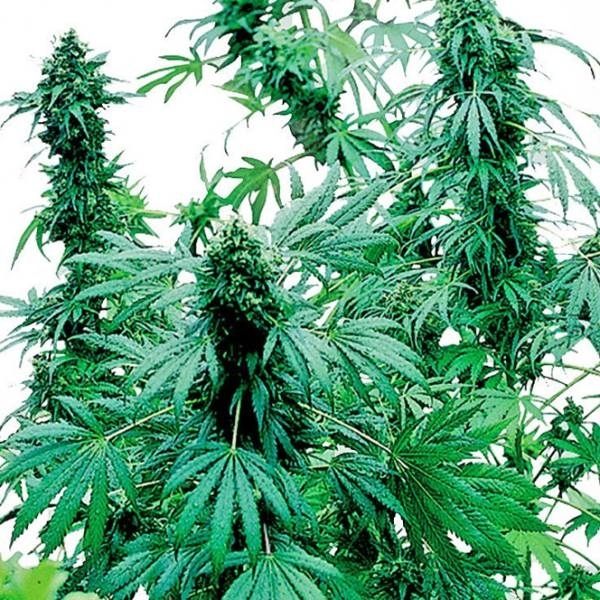 Early Skunk (Sensi Seeds) Feminiserade