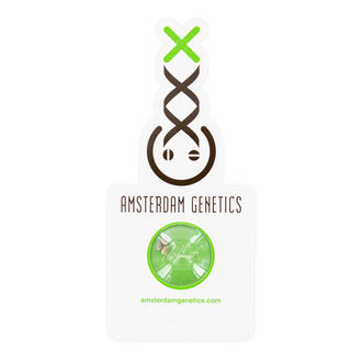 AK-020 Autoflower (Amsterdam Genetics) Feminiserade