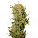 AK-020 Autoflower (Amsterdam Genetics) Feminiserade