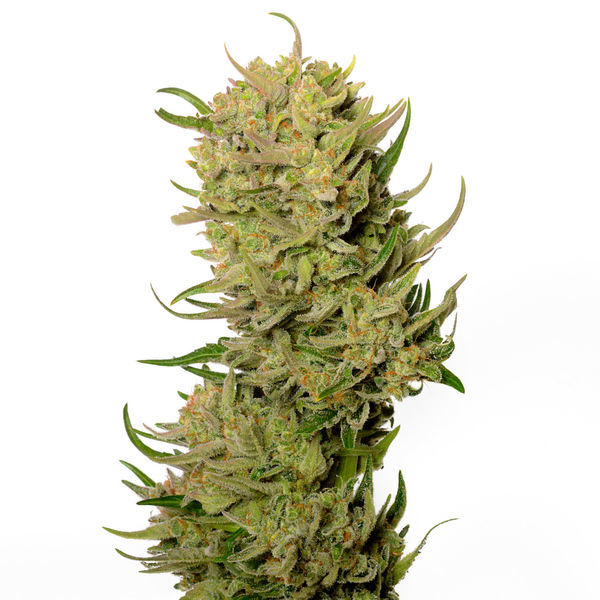 AK-020 Autoflower (Amsterdam Genetics) Feminiserade