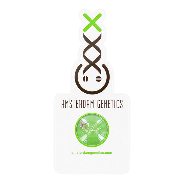Blue Amnesia Autoflower (Amsterdam Genetics) Feminiserade