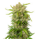 Blue Amnesia Autoflower (Amsterdam Genetics) Feminiserade
