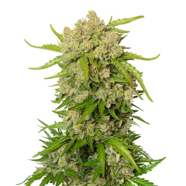 Blue Amnesia Autoflower (Amsterdam Genetics) Feminiserade