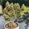 White Choco Autoflower (Amsterdam Genetics) Feminiserade