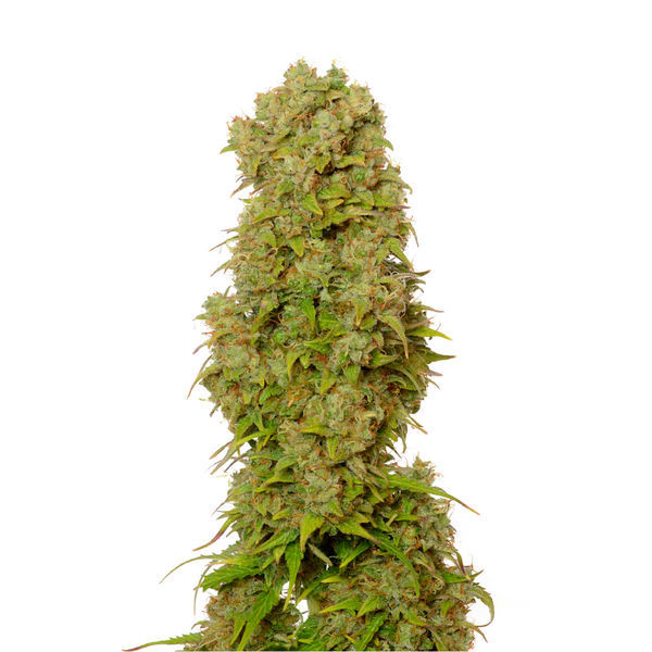 White Choco Autoflower (Amsterdam Genetics) Feminiserade
