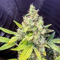 Milkshake Kush Autoflower (Amsterdam Genetics) Feminiserade