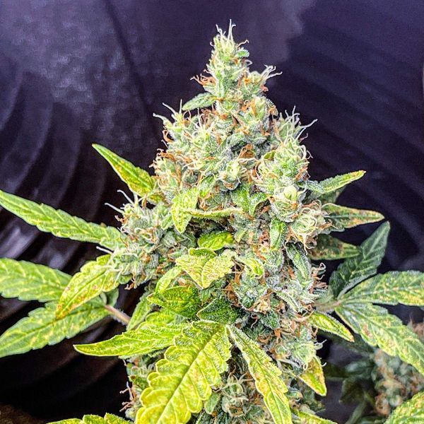 Milkshake Kush Autoflower (Amsterdam Genetics) Feminiserade