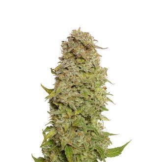 Milkshake Kush Autoflower (Amsterdam Genetics) Feminiserade