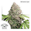 CBD Charlotte’s Angel (Dutch Passion) Feminiserade