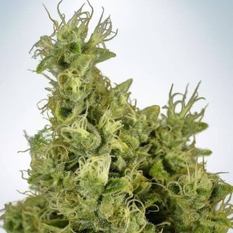 Mandarin Haze (Ministry of Cannabis) feminiserade cannabisfr&ouml;n
