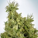Mandarin Haze (Ministry Of Cannabis) Feminiserade