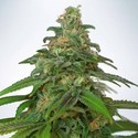 Auto Mandarin Haze (Ministry Of Cannabis) Feminiserade
