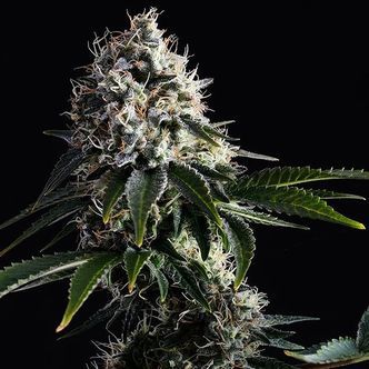 Swiss Dream CBD (Kannabia) Feminiserade cannabisfr&ouml;n