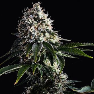 Swiss Dream CBD (Kannabia) Feminiserade