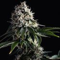 Swiss Dream CBD (Kannabia) Feminiserade