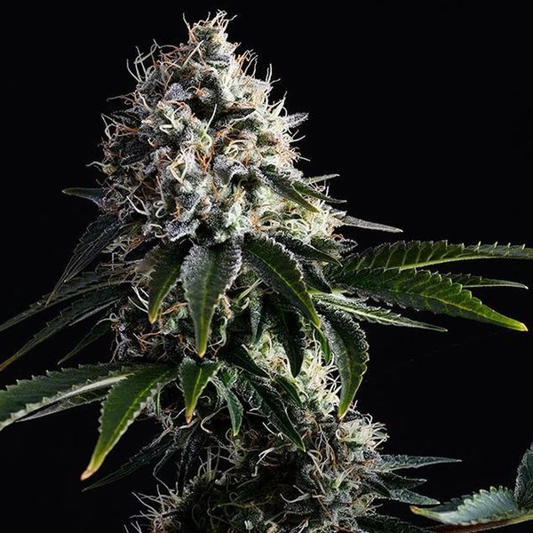 Swiss Dream CBD (Kannabia) Feminiserade