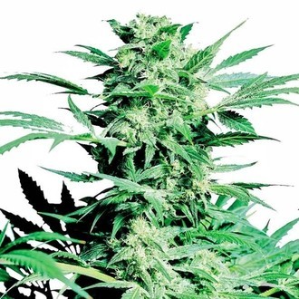 Shiva Skunk (Sensi Seeds) Feminiserade