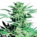 Shiva Skunk (Sensi Seeds) Feminiserade