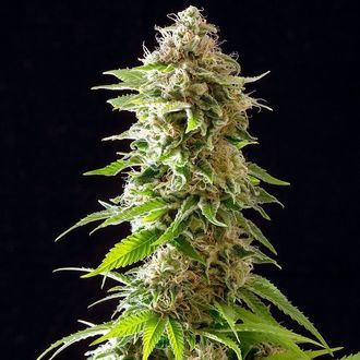 Cookies Haze (Kannabia) Feminiserade