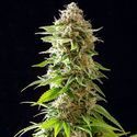 Cookies Haze (Kannabia) Feminiserade