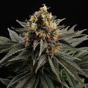 Sativa Dream (Kannabia) Feminiserade