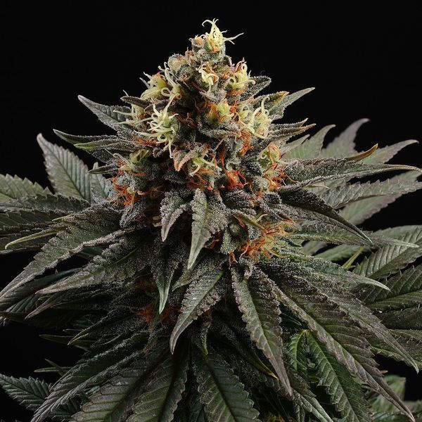 Sativa Dream (Kannabia) Feminiserade