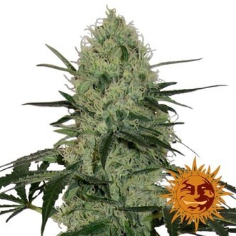 Tangerine Dream Auto (Barney's Farm) feminiserade
