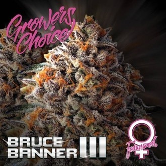 Bruce Banner III (Growers Choice) Feminiserade