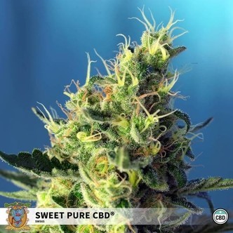 Sweet Pure CBD (Sweet Seeds) feminiserade cannabisfr&ouml;n