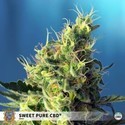 Sweet Pure CBD (Sweet Seeds) Feminiserade